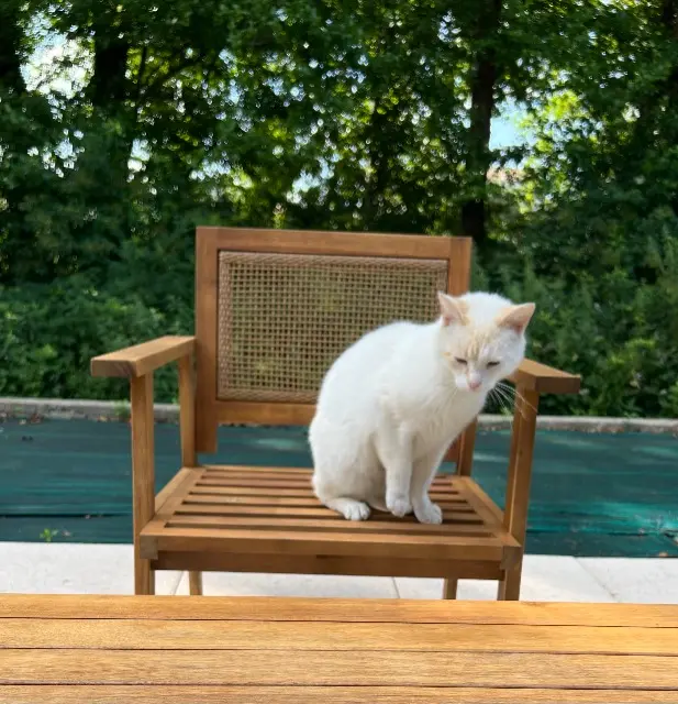 chat reunited   85000 La Roche-sur-Yon Roméo