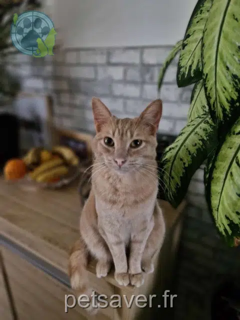 chat reunited   85310 La Chaize-le-Vicomte Roucki