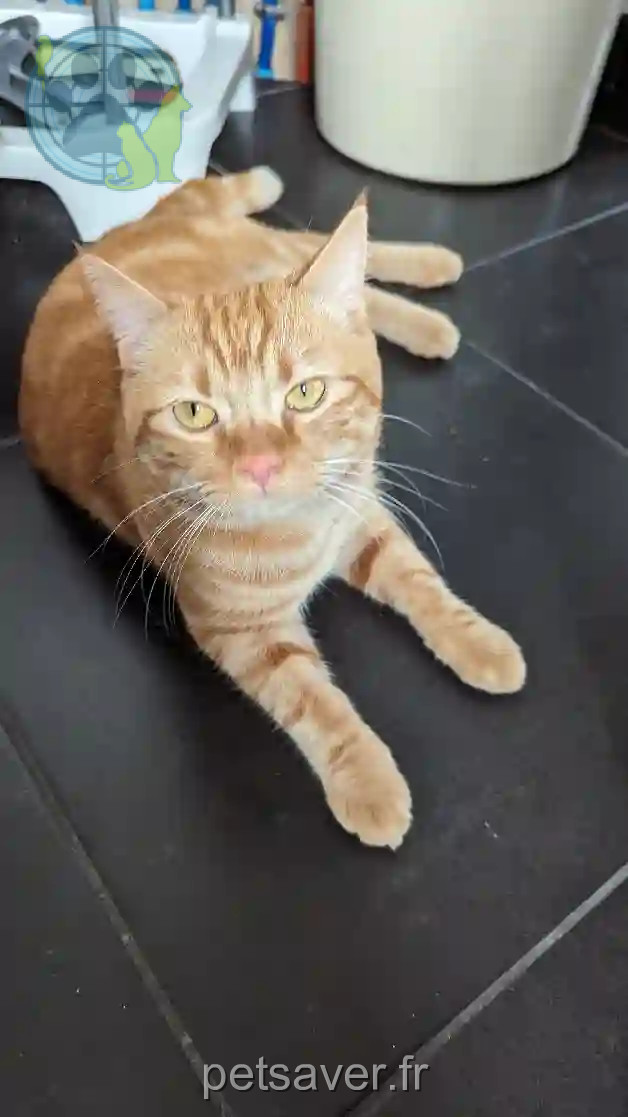 Chat Trouvé 85 Vendée - Rouky Chat Trouvé 85 Vendée - Rouky