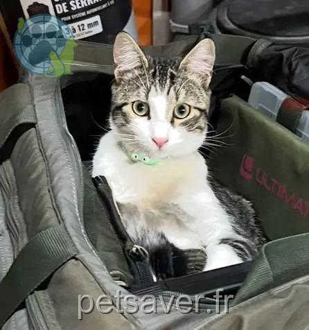 chat reunited   85300 Le Perrier Saphir
