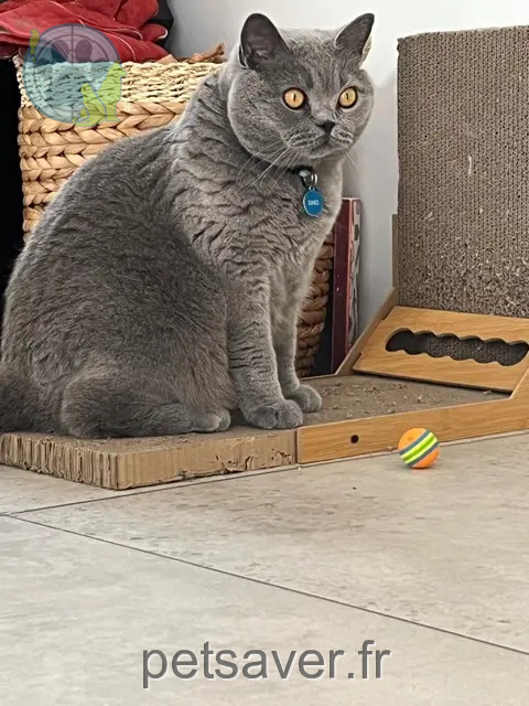 chat reunited   85800 Saint-Gilles-Croix-de-Vie Saxo