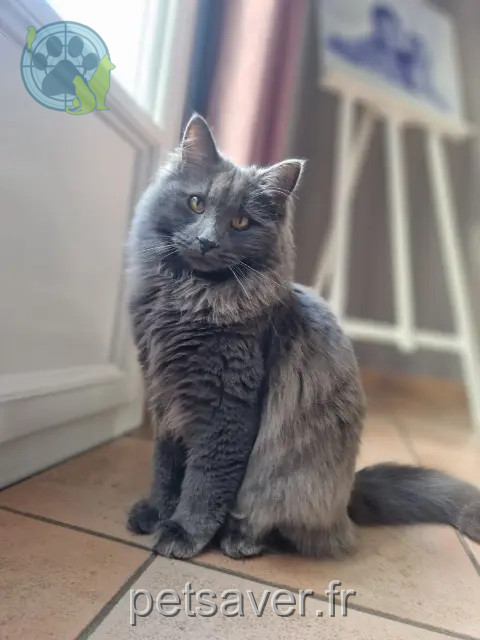 chat reunited 85160 Saint-Jean-de-Monts Simba