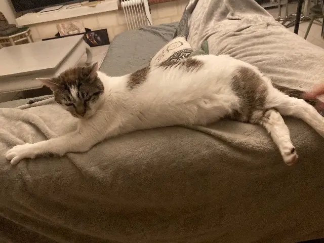 chat reunited   85420 Maillezais Thor