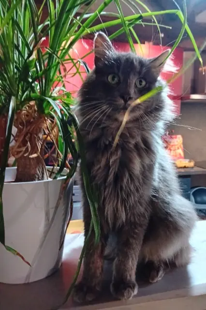 chat reunited   85710 La Garnache Timouloude