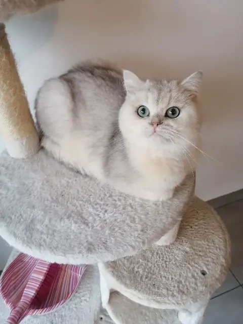 chat reunited   85000 La Roche-sur-Yon TOKYO