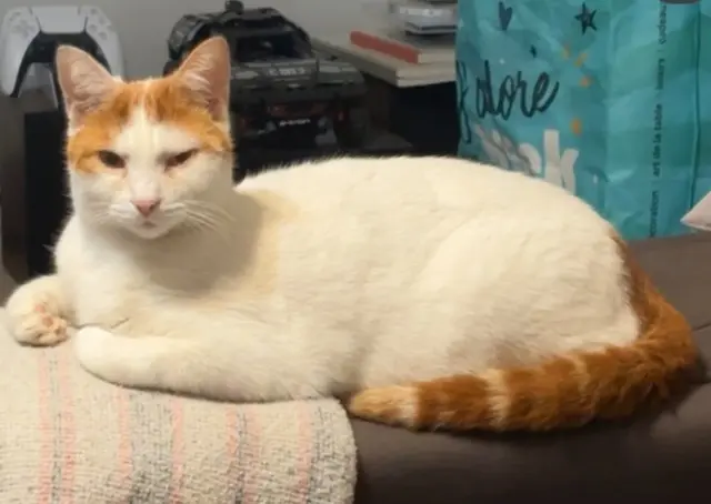 chat reunited   85160 Saint-Jean-de-Monts Ulien répond à mon bébé