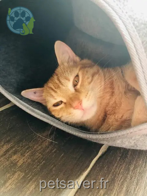 gatto reunited 85600 La Boissière-de-Montaigu Vanille