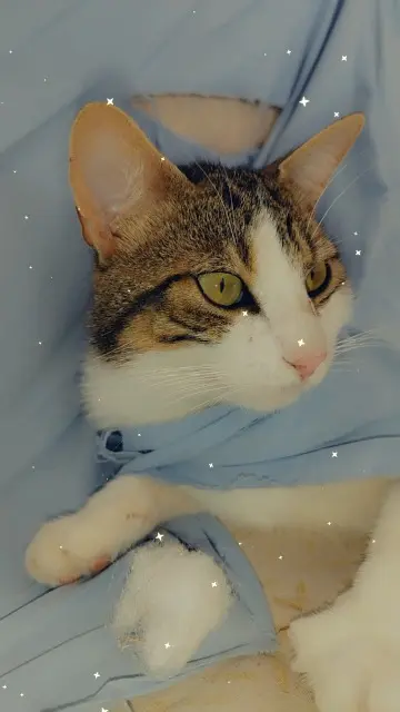 chat reunited   85550 La Barre-de-Monts Willow