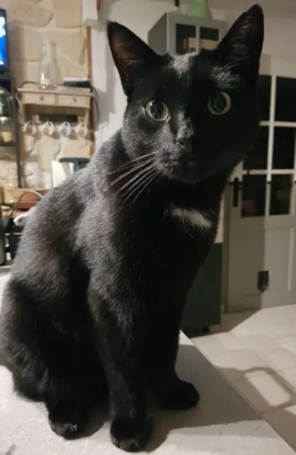 chat reunited   85160 Saint-Jean-de-Monts Yaron