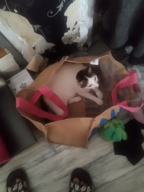 chat reunited   85570 L'Hermenault Yu Yan