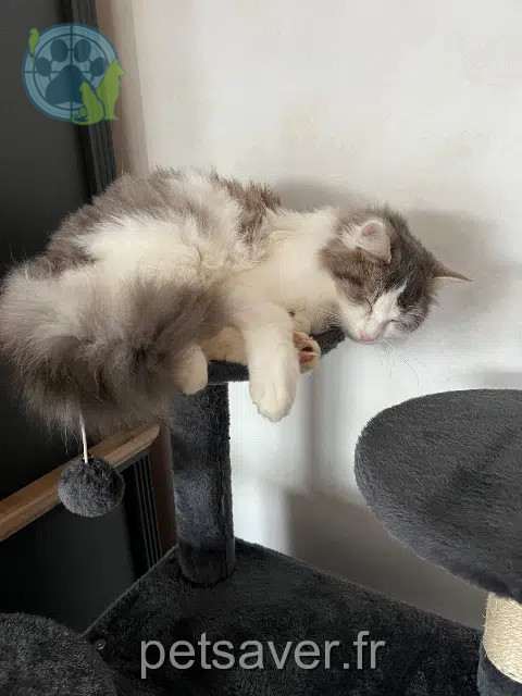 Kater reunited   86800 Pouillé Achille