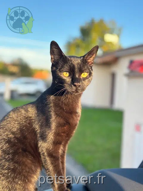 Kater reunited   86340 Fleuré Alfe