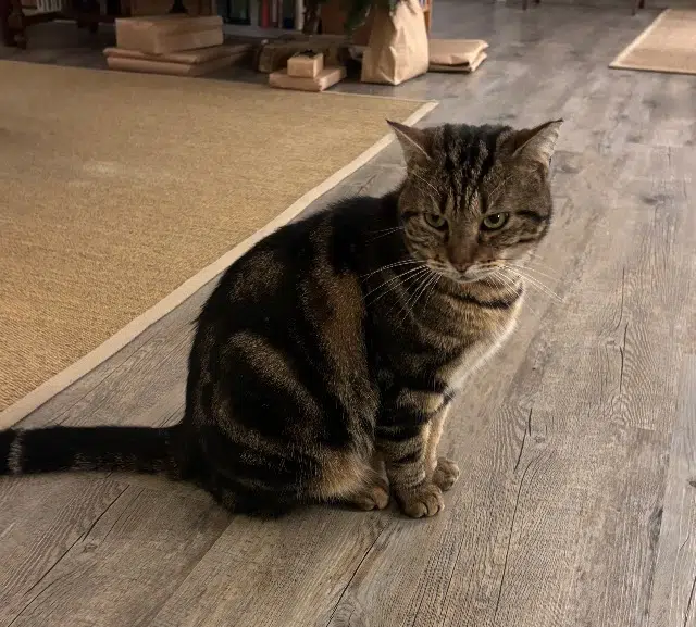 chat reunited   86580 Vouneuil-sous-Biard Anatole