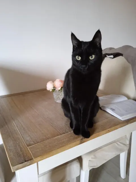 chat reunited   86180 Buxerolles BALOU