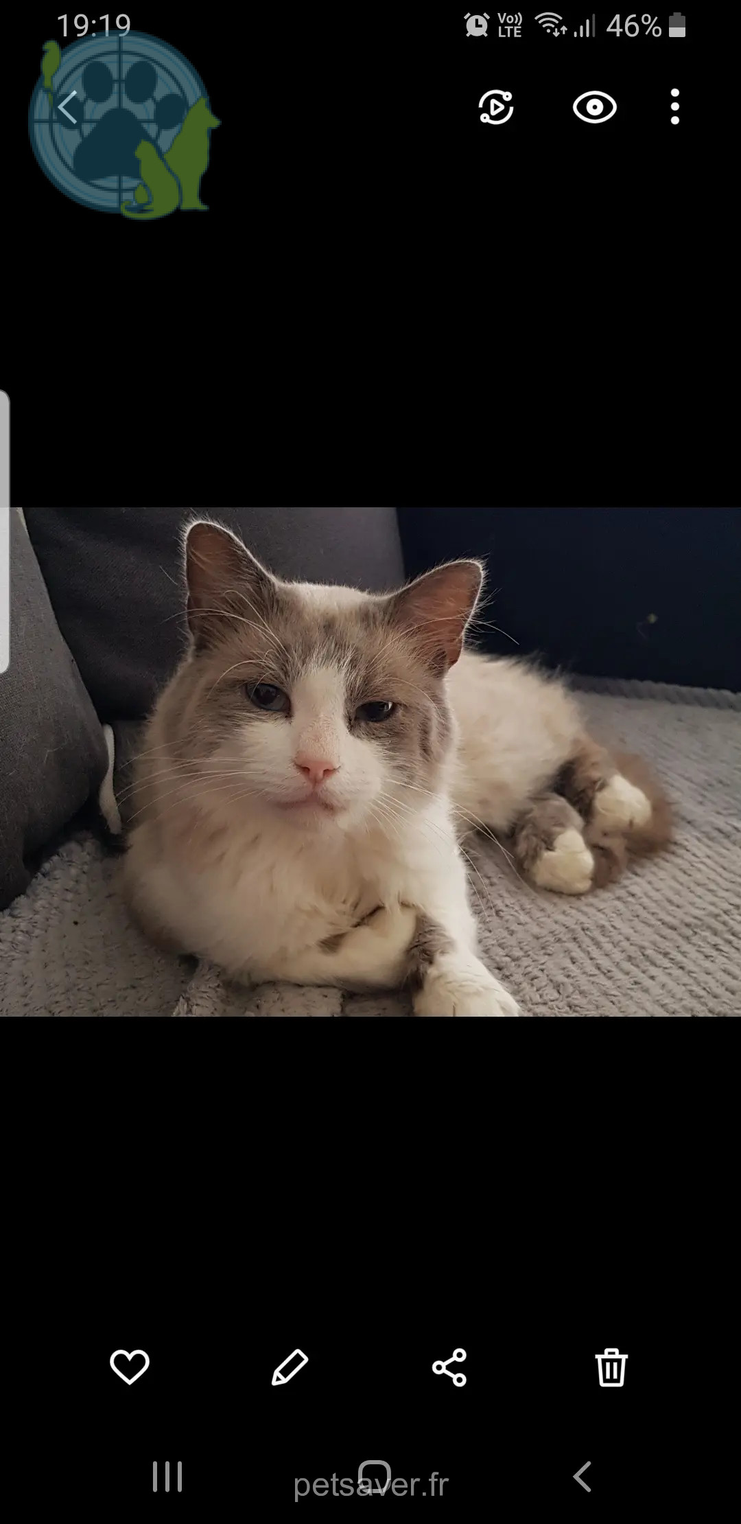 Chat Perdu 86 Vienne - Bandit Chat Perdu 86 Vienne - Bandit