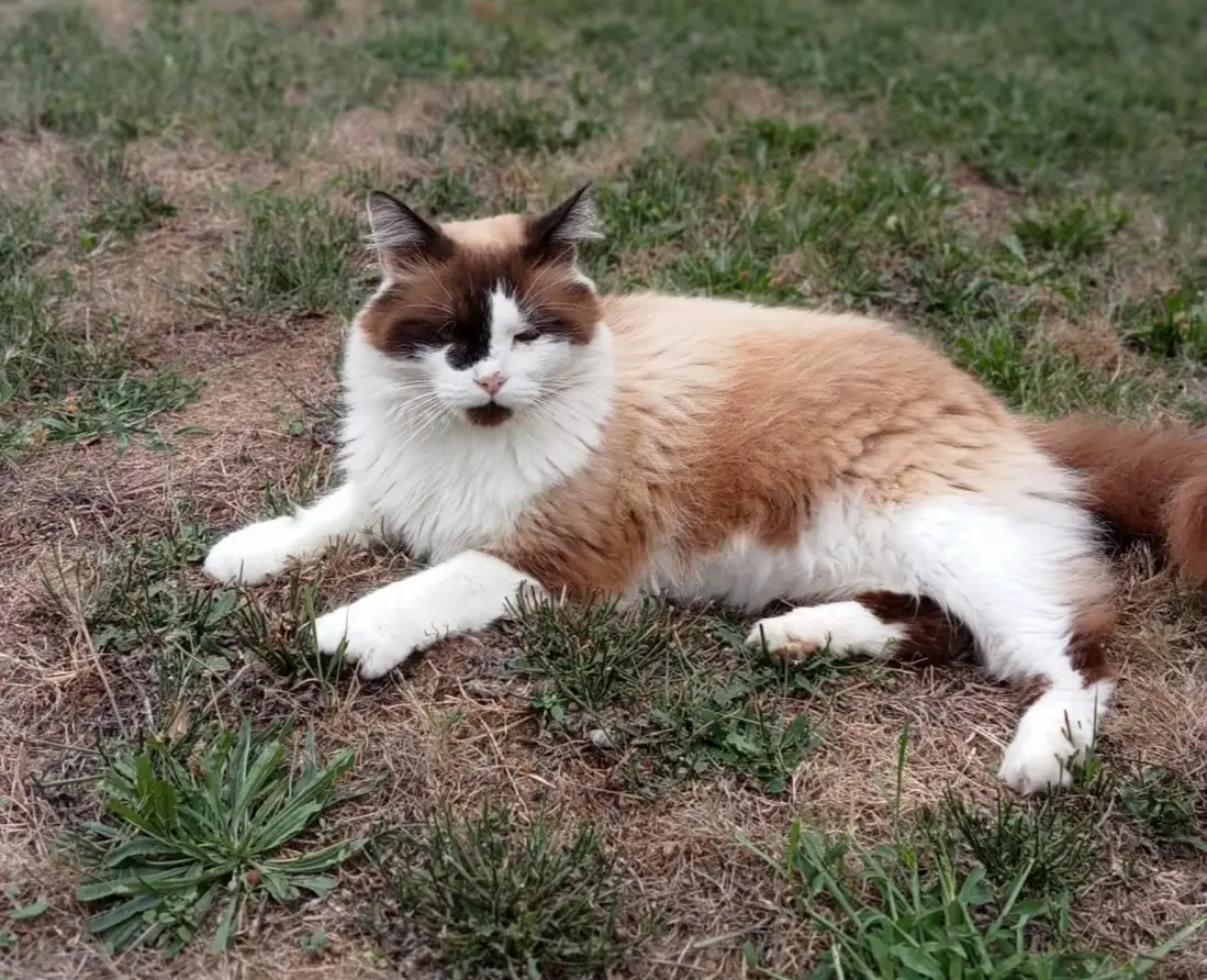 chat reunited   86220 Dangé-Saint-Romain Casper