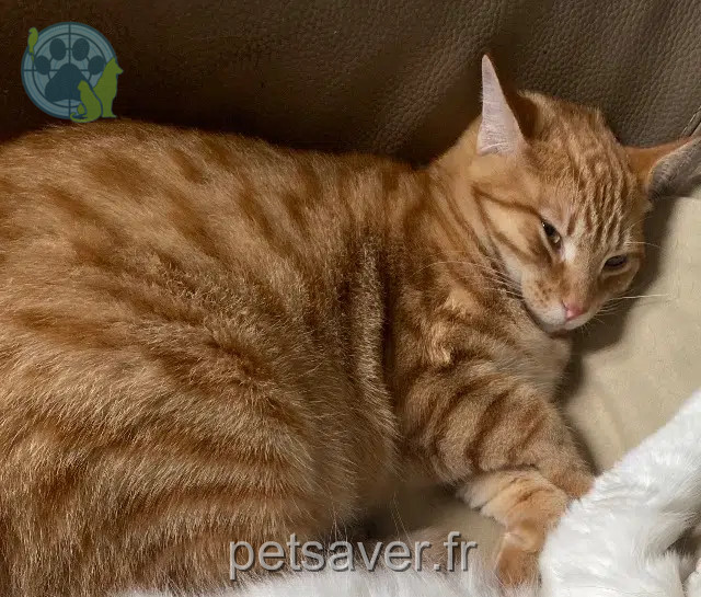 chat reunited   86380 Chabournay Groutsy