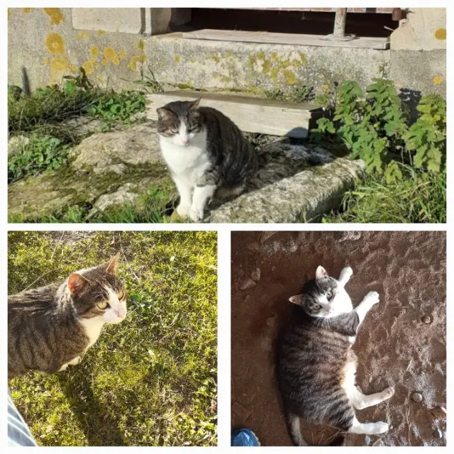 chat reunited   86500 Saulgé Lechat