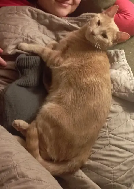 chat reunited   86500 Jouhet Lucifer