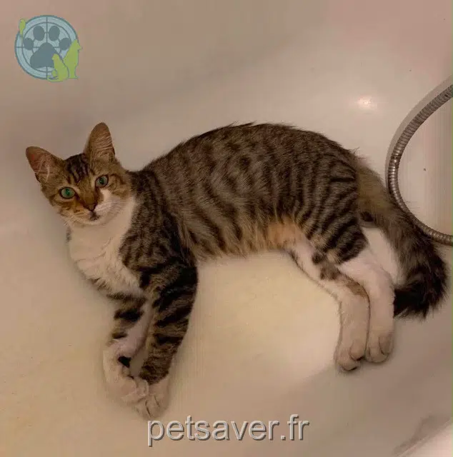 chat reunited   86180 Buxerolles Lucky