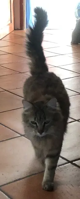 chat reunited   86190 Ayron Léon