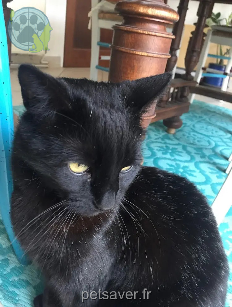 gatto ritrovato 86170 Neuville-de-Poitou Milic gatto reunited 86170 Neuville-de-Poitou Milic