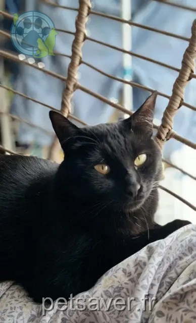 chat reunited   86340 Nieuil-l'Espoir Mouchou