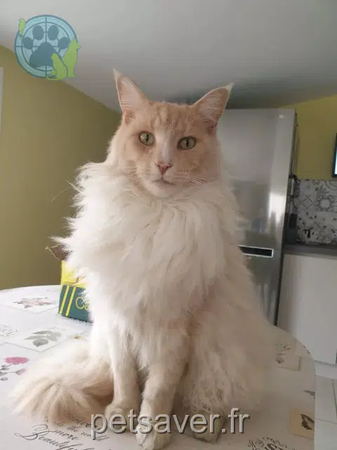 Kater reunited   86150 L'Isle-Jourdain Nobel