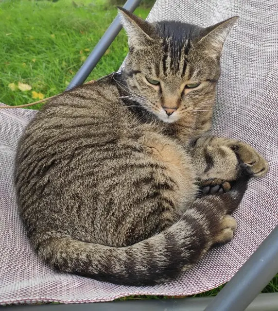 chat reunited   86600 Lusignan Orion