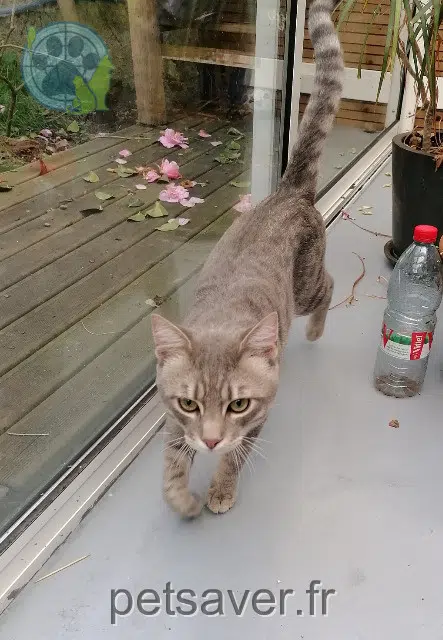 chat reunited   86100 Châtellerault Philippe paineau