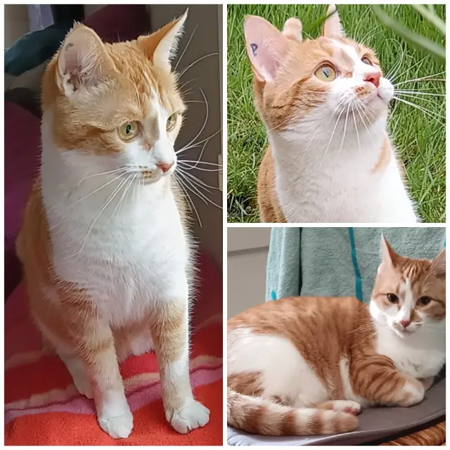 chat reunited   86000 Poitiers Hermione (surnommée Miou)