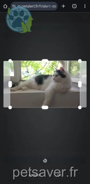 chat reunited 86000 Poitiers Kiki