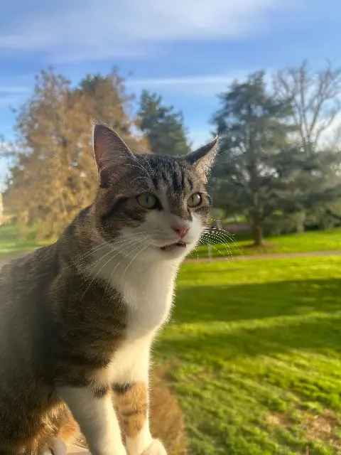 chat reunited   86000 Poitiers Milo