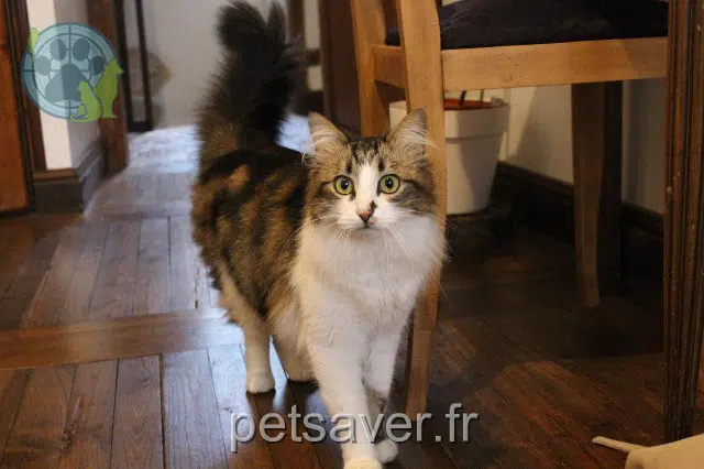 Kater reunited   86000 Poitiers Nino