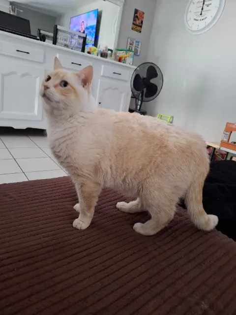 chat reunited   86000 Poitiers Nounou