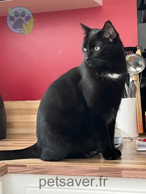 chat reunited   86000 Poitiers Popeye