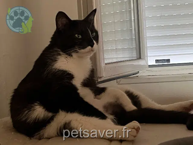 chat reunited 86000 Poitiers Pp