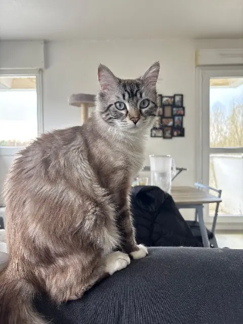 chat reunited   86000 Poitiers Snow