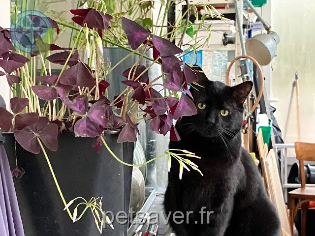 chat reunited   86000 Poitiers Viking