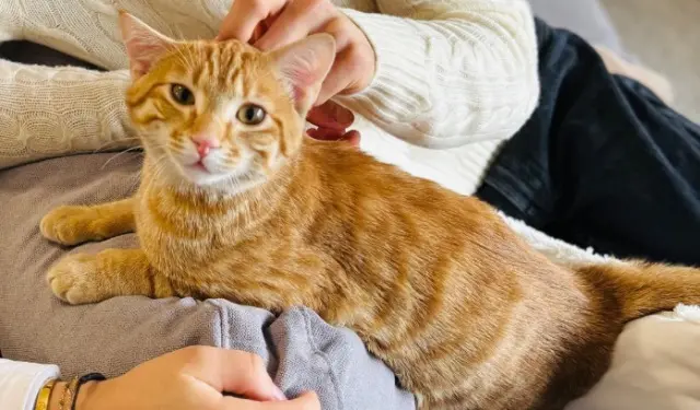 chat reunited   86000 Poitiers Walter