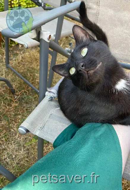 chat reunited   86000 Poitiers Zak