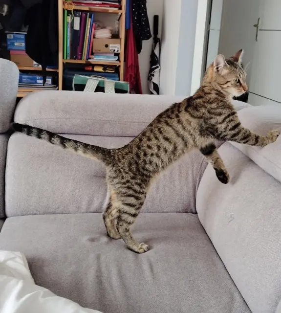 chat reunited   86140 Cernay Poppy