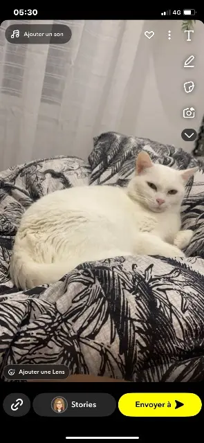 chat reunited   86380 Saint-Martin-la-Pallu Mimine