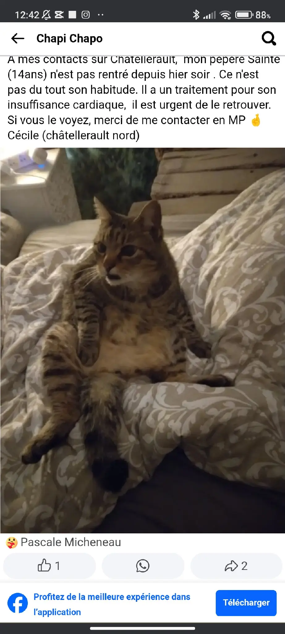 Chat Perdu 86 Vienne - Sainté Chat Perdu 86 Vienne - Sainté