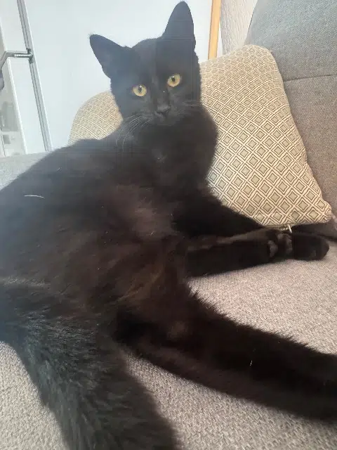 chat reunited   86440 Migné-Auxances Shadow