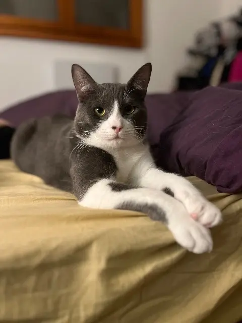 chat reunited   86100 Châtellerault volt