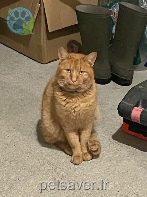 chat reunited   86530 Naintré Volt