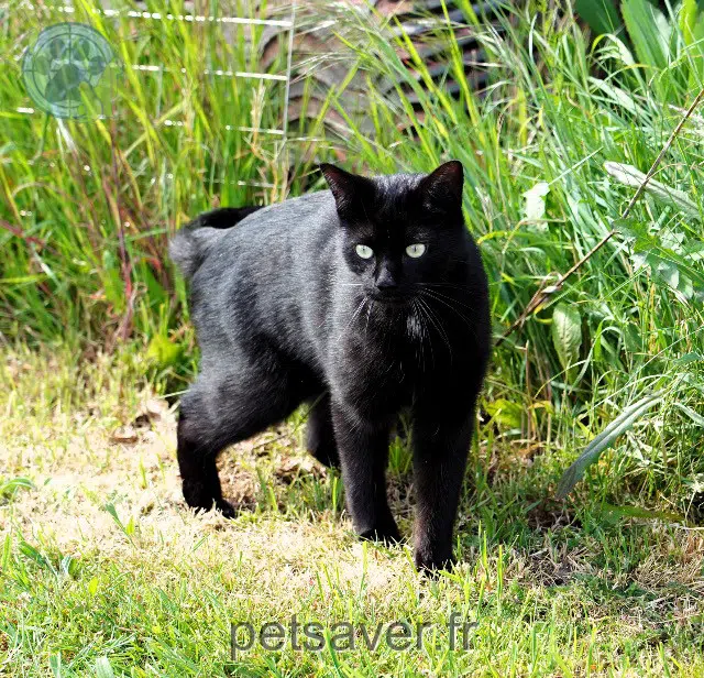gatto reunited 87130 Linards Andy