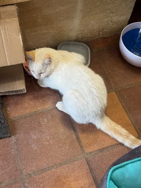 chat reunited   87220 Boisseuil Angelo