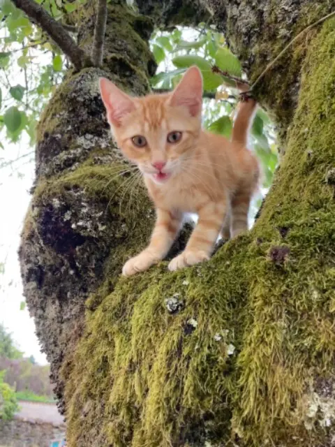 chat reunited   87140 Nantiat Augustin